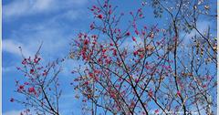 2020年玉山神學院初櫻綻起！櫻殷期待，緋紅首部曲，透早！不期而遇之美麗對視