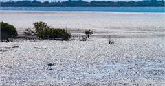 台南濱海│水雉的飛舞處，黑琵的遷徙地，鯨豚的救護站；生機盎然的台南