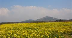 2020韓國花季：濟州島油菜花、首爾櫻花！韓國超美花海10選