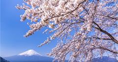 2020日本富士山櫻花季：富士山櫻花X富士山河口湖懶人包！
