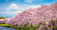 2020世界櫻花季最強懶人包｜八大必去全球賞櫻景點都在這！