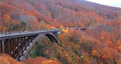 青森│城倉大橋：綿延不盡紅葉美景，賞楓推薦交通停車＆順遊景點