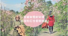 宜蘭冬山｜2020賞櫻新秘境！安農七路2000棵枝垂櫻，魅力擋不住的浪漫粉紅隧道超好拍～