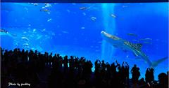 200125-28日本沖繩－美麗海水族館
