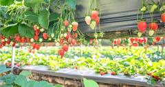 苗栗｜雙坑高架草莓園，結實纍纍的草莓，讓人採到不亦樂乎