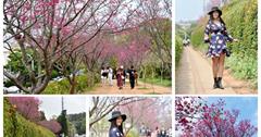 苗栗銅鑼｜銅鑼環保公園：銅鑼炮仗花步道，季節限定的櫻花隧道與雙層炮仗花海瀑布