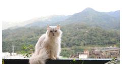 新北｜猴硐貓村：貓奴必到！世界六大貓咪天堂樂園，順遊山城小鎮