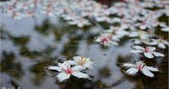 新北｜翠湖畔油桐花語：台北近郊最佳輕鬆賞五月雪好地方！