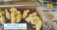 宜蘭礁溪｜甲鳥園：餵鴨抱鴨吃鴨蛋點心，輕鬆好玩的高科技養鴨農場！