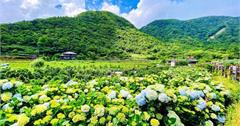 2020竹子湖繡球花季｜芋大道、頂湖小鎮：竹子湖觀景台居高臨下欣賞花海