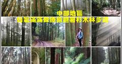 中部療癒系杉木林步道！8條仙氣滿滿的山林避暑步道