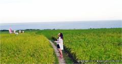 花蓮｜新社海梯田：東海岸海風下的黃金稻浪，綿延田埂直達太平洋！