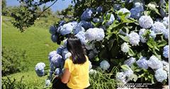 2020年赤柯山繡球花！六月漫遊金針花園區，不問萱草，而是追著紫陽花