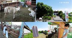 宜蘭｜可達休閒羊場：免費入園！100元套票餵小羊喝奶，還有飲料或雪花冰、棉花糖DIY！