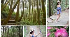 雲林古坑｜杉林木步道：避暑秘境！來趟靜謐的山林微旅行