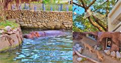 新竹市立動物園｜快來動物點點名！有大明星河馬樂樂、北美浣熊、馬來熊。動物園新裝登場！
