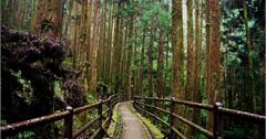 全台夢幻鐵路!最美鐵道之旅—眠月線X特富野X見晴懷古步道