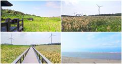 台中大安｜大安紅樹林生態區：水筆仔、紅樹林，走在木棧道上欣賞生態保護區