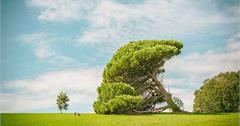 紐西蘭｜奧克蘭Auckland | 中央公園 Auckland Domain Park