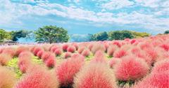 秋天遍佈山丘的紅色掃帚草—国営ひたち海浜公園