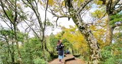 宜蘭太平山｜山毛櫸步道：秋季限定美景黃金山毛櫸x秋芒x楓葉，深藏稜線中的金黃祕徑