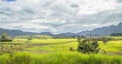 紐西蘭 | 北島北 Northland | Arai Te Uru Recreation Reserve