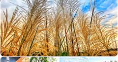 蘇澳經典小鎮｜出發冷泉小鎮玩樂去！賞鳥秘境、稻草兵將布陣、甜根子花海、手搖珍奶