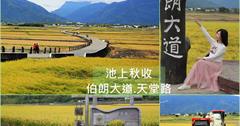 台東│池上伯朗大道 天堂路 秋意濃濃稻穀香，天堂鞦韆自然療癒