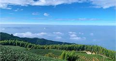 雲林古坑｜雲嶺之丘：漫步竹林步道，欣賞雲海、夕陽、日出、茶園，輕鬆親近自然