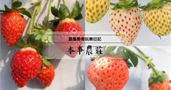 宜蘭礁溪｜本事農莊：到溫室採草莓，下雨也能玩！來自日本的「白草莓、桃薰草莓」，帶有水蜜桃香氣