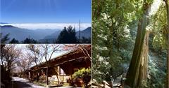 台中和平｜大雪山國家森林遊樂區：小神木一點也不小，遠眺群山雲海大景