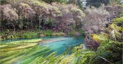紐西蘭｜羅托魯瓦 Rotorua｜世外桃源中的神秘藍泉 Blue Spring