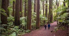 紐西蘭 | 羅托魯瓦 Rotorua | 紅木森林 Redwoods Treewalk