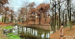 宜蘭羅東｜羅東運動公園東丘落羽松：韓劇裡的浪漫美景，季節限定金黃色落羽松秘境