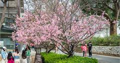 新竹｜新竹公園，850棵櫻花盛開中，野餐踏青賞櫻的好去處