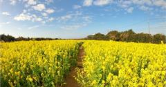 日本春賞花：渥美半島油菜花海景點與戀人聖地戀路之濱 