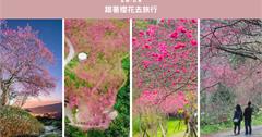 跟著櫻花去旅行：宜蘭-台東