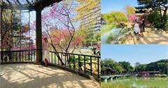 新竹東區｜賞櫻花免上山！新竹公園(麗池公園)裡嬌嫩櫻花粉紅浪漫正上演！小橋流水、日式建築就像飛到京都般