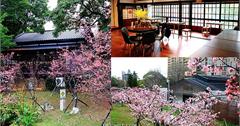 新竹公園 麗池公園櫻花，一秒到日本，新竹賞櫻景點一日遊