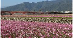 台東鹿野｜二層坪水橋：花東面積最廣的大波斯菊花海，波動人心的美麗地景