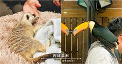 台北｜肉球森林：近距離和「丁滿」狐獴、大嘴鳥零距離互動！超療癒萌寵陪吃