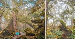 宜蘭｜神木園：走進阿凡達電影場景！亞洲最大檜木神木園，神木以歷代古人命名，像在閱讀歷史故事