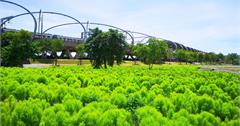 宜蘭｜超可愛波波草！彩虹屋、抹茶小丸子、落羽松、繽紛花海、臨河步道，絕美又好拍