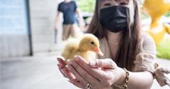 礁溪│甲鳥園/宜蘭礁溪親子景點，跟超可愛黃色小鴨近距離親密接觸！