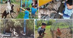 宜蘭員山｜可達休閒羊場：免門票親子景點，與小動物近距離接觸