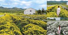 苗栗｜2021苗栗銅鑼杭菊生活節－菊內人打卡期間限定菊花花海！盛開如白雪，金黃一片超浪漫，把握黃金花期賞花去