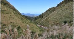新北｜草嶺古道：漫遊古道賞芒！登高眺望龜山島，美景和知性兼具的健行步道