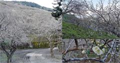 高雄｜賴家古厝賞梅露營區，初梅綻放搶先看！美如白雪蔓延整個山頭！