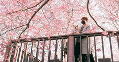新竹｜免費賞櫻景點「財伯觀光果園」！整片粉紅櫻花林盛開，打卡夢幻粉色美景