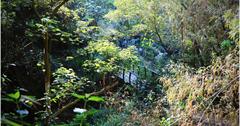 高雄大社｜觀音山：健行觀音山步道登小百岳！高雄十大名山、踏青親近自然好去處